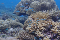 Terumbu Karang (Foto: YKL Indonesia)