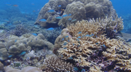 Terumbu Karang (Foto: YKL Indonesia)