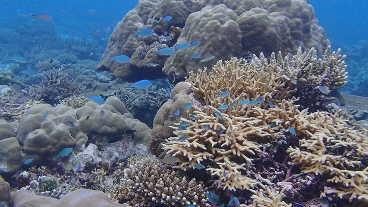 Terumbu Karang (Foto: YKL Indonesia)